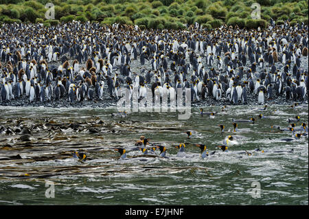 Königspinguin (Aptenodytes Patagonicus) Spalshing und Baden vor der Lusitania Beach, Macquarie-Insel, Australien. Stockfoto