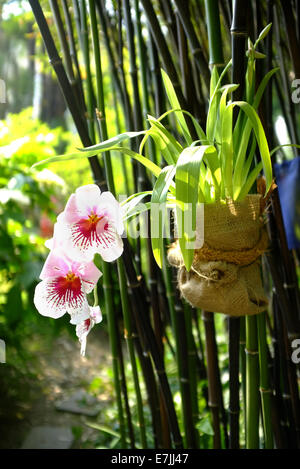 André Hellers Botanischen Garten von Gardone Rivera am Gardasee, Italien Stockfoto