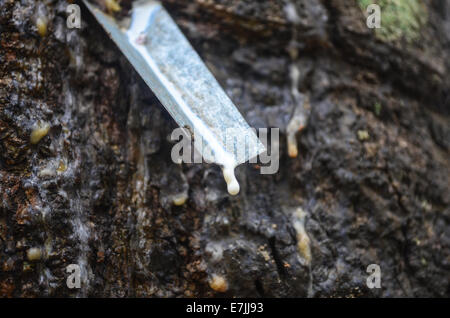 Latex, gesammelt von einem Hevea-Baum in der Firestone Natural Rubber Company-Plantage in Liberia Stockfoto