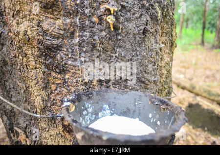 Latex, gesammelt von einem Hevea-Baum in der Firestone Natural Rubber Company-Plantage in Liberia Stockfoto
