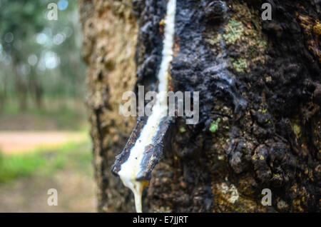 Latex, gesammelt von einem Hevea-Baum in der Firestone Natural Rubber Company-Plantage in Liberia Stockfoto