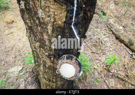 Latex, gesammelt von einem Hevea-Baum in der Firestone Natural Rubber Company-Plantage in Liberia Stockfoto