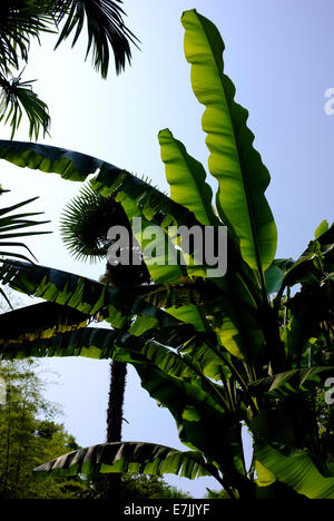 André Heller Botanischer Garten in Gardone Rivera am Gardasee, Italien. Palmwedel von hinten angestrahlt von der Sonne Stockfoto