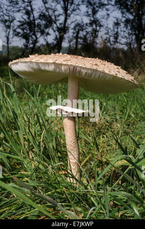 Parasol Pilz Macrolepiota Procera wachsen auf Abel Heide Norfolk Stockfoto
