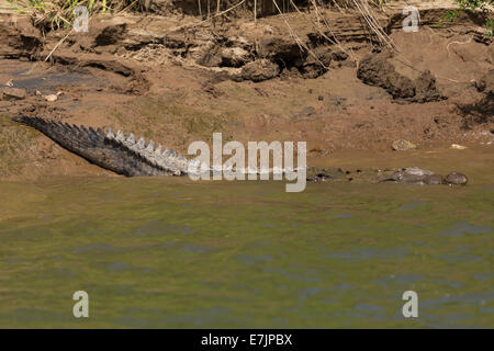 Amerikanisches Krokodil Eingabe Sumidero Cayon, Chiapas, Mexiko Stockfoto