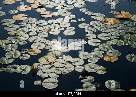 Seerosen im Teich Stockfoto