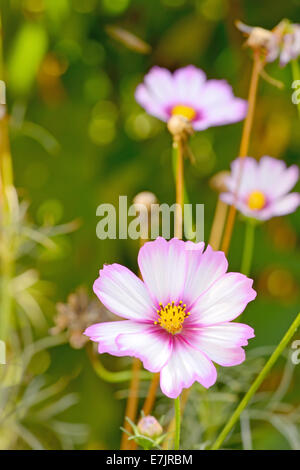 Cosmos Bipinnatus Blume im Garten Stockfoto