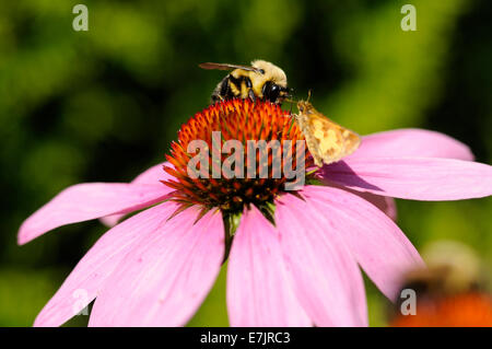 Holzbiene und Schmetterling auf Echinacea. Stockfoto