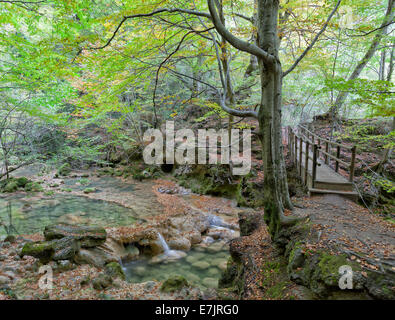 Herbst in Buche Wald von Navarra.Spain. Stockfoto