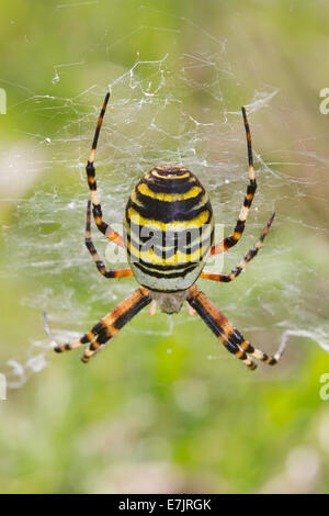 Weibliche Wasp Spider in einem Naturschutzgebiet Stockfoto