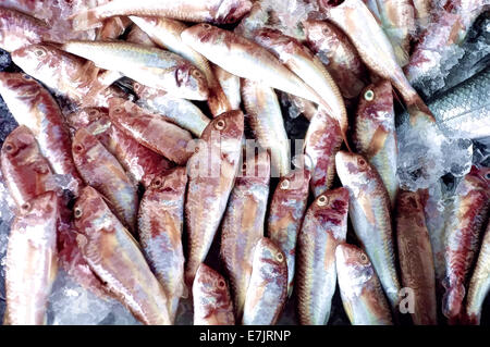 Gruppe von toten Fischen auf dem display Stockfoto
