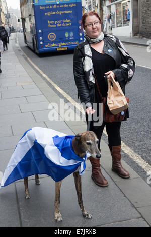 Schottisches Referendum. Ja, Anhänger mit Hund Saltire Flagge trägt. Stockfoto