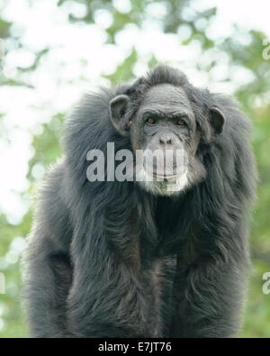Gemeinsame Schimpanse (Pan Troglodytes), auch bekannt als robuste Schimpanse, ist eine Art von Menschenaffen. Stockfoto