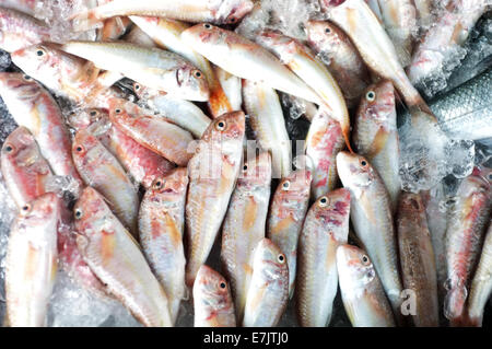 Lesen Sie Meeräsche Fisch auf den stall Stockfoto