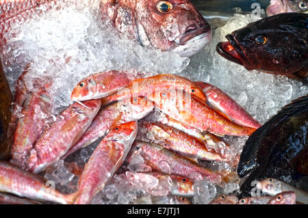 Gruppe von Fischen auf dem display Stockfoto