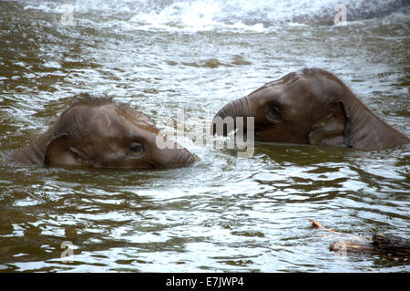 Baby-Elefanten spielen im Wasser Stockfoto