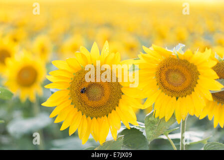 Sonnenblume mit Insekt Stockfoto