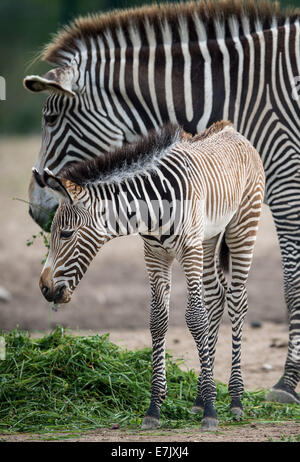 Berlin, Deutschland. 19. Sep, 2014. Ein Grévy Zebra Fohlen steht neben seiner Mutter in einem Gehege im Berliner Tierpark Zoo in Berlin, Deutschland, 19. September 2014. Das Fohlen wurde am 11. September 2014 geboren. Foto: Maja Hitij/Dpa/Alamy Live News Stockfoto