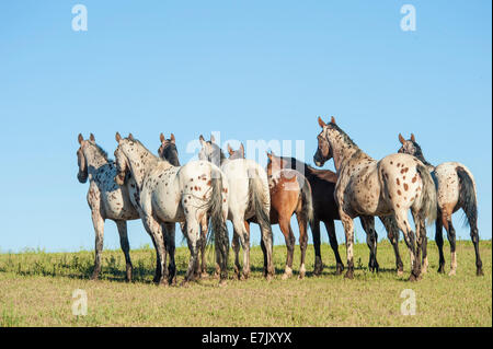 Tiger Horse Herde. Tiger-Pferde sind gaited, Tourenpferde mit einer Fellfarbe ähnlich wie die Appaloosa gesichtet. Stockfoto