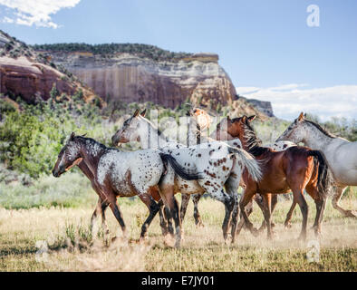 Tiger Horse Herde. Tiger-Pferde sind gaited, Tourenpferde mit einer Fellfarbe ähnlich wie die Appaloosa gesichtet. Stockfoto