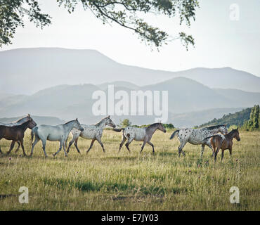 Tiger Horse Herde. Tiger-Pferde sind gaited, Tourenpferde mit einer Fellfarbe ähnlich wie die Appaloosa gesichtet. Stockfoto