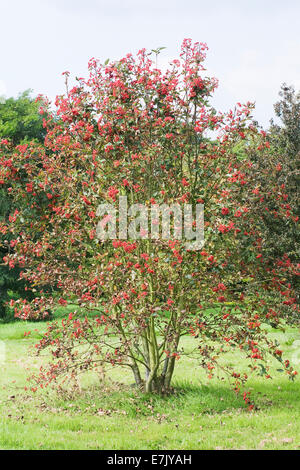 Sorbus Borbasii. Rote Beeren im Herbst. Stockfoto