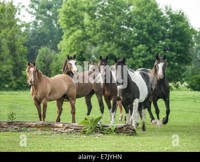 Heimischen Herde von verschiedenen Pferderassen Stockfoto