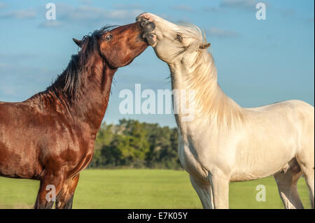 Gypsy Vanner Pferd Colts spielen Stockfoto