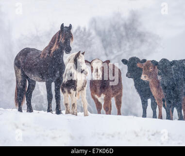 Pferde und Rinder im Schneegestöber Stockfoto