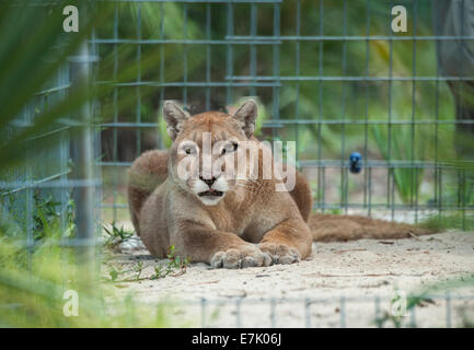 Captive Western Cougar Stockfoto