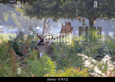 Bushy Park, SW-London, England, UK. 19. September 2014. Ein brachliegendes Hirsch Reh zeigt seine prächtigen Geweih als er im Bracken an einem sonnigen Nachmittag in Bushy Park versteckt. Bildnachweis: Julia Gavin UK/Alamy Live-Nachrichten Stockfoto