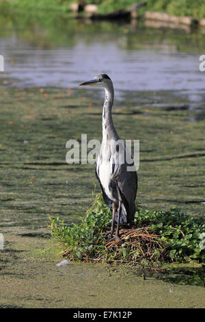 Bushy Park, SW-London, England, UK. 19. September 2014. Ein Reiher steht Wache auf das Nest wartet auf die Gelegenheit, etwas zu Essen aus der See mit Booten in Bushy Park zu packen. Bildnachweis: Julia Gavin UK/Alamy Live-Nachrichten Stockfoto