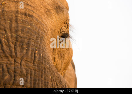 Nahaufnahme des Auges afrikanischer Elefant Stockfoto