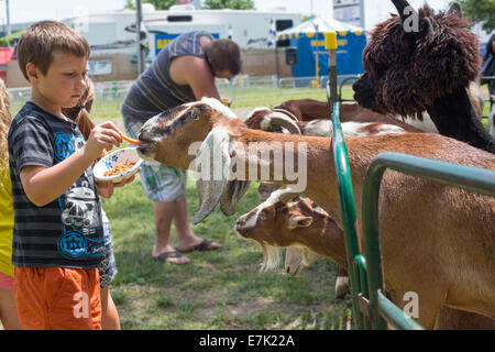 Sterling Heights, Michigan - Kinder-Feed auf dem Bauernhof Tiere im Streichelzoo während eines Festivals. Stockfoto