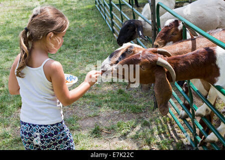 Sterling Heights, Michigan - Kinder-Feed auf dem Bauernhof Tiere im Streichelzoo bei einem Sommerfestival Stockfoto