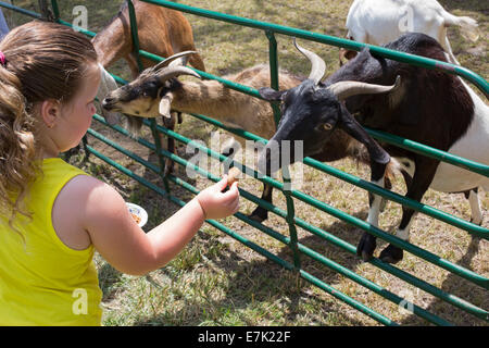 Sterling Heights, Michigan - Kinder-Feed auf dem Bauernhof Tiere im Streichelzoo bei einem Sommerfestival Stockfoto