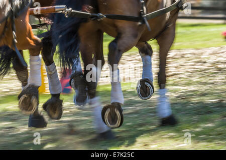 Pferde ziehen Karren beim kombinierten treibende Wettbewerb Stockfoto