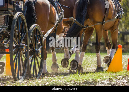 Pferde ziehen Karren beim kombinierten treibende Wettbewerb Stockfoto