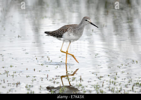 Ein geringerer Yellowlegs (Tringa Flavipes) Shorebird waten im Wasser. Stockfoto