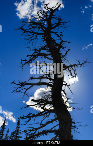 Toter Baum hoch in Oregon Wallowa Bergen. Stockfoto