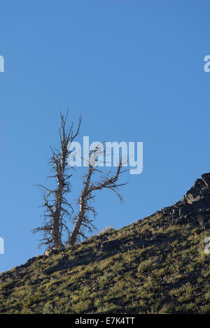 Toter Baum hoch in Oregon Wallowa Bergen. Stockfoto