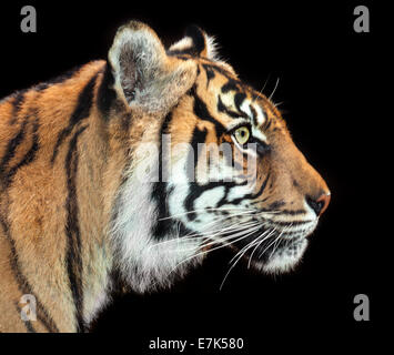 schöne Tiger konzentrieren Stockfoto