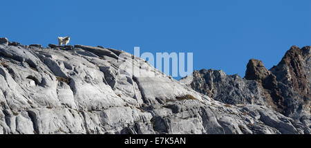 Bergziege in Oregon Wallowa Mountains hoch. Stockfoto