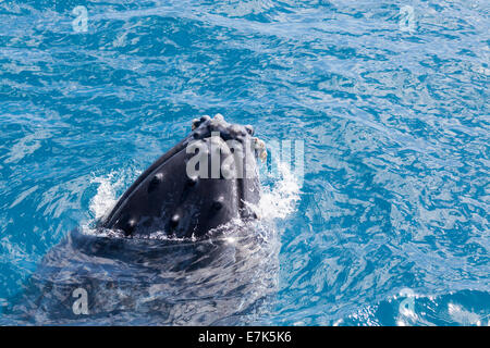 Ein Wal verletzen in Hervey Bay Queensland Australien vor Fraser Island Stockfoto