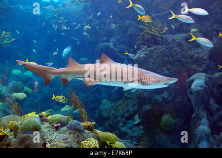 Haifischbecken Florida Aquarium Tampa FL USA Stockfoto