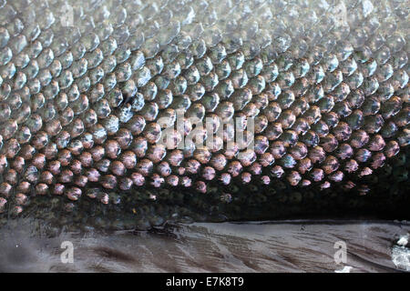 Lachs Skalen aus nächster Nähe Stockfoto