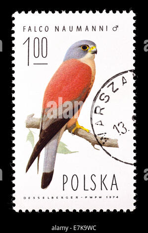 Briefmarke aus Polen, die Darstellung einer männlichen Rötelfalken (Falco Naumanni) Stockfoto