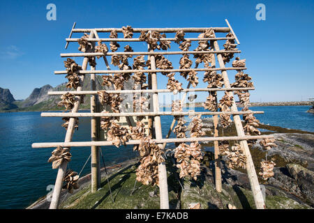 Arktischen Kabeljau Köpfe Trocknung auf Gestellen in der Nähe von Svolvaer auf den Lofoten, Norwegen Stockfoto