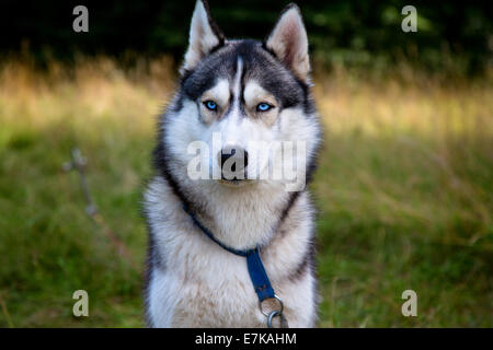 Husky Portrait mit blauen Augen Stockfoto