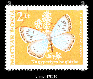 Briefmarke aus Ungarn, den große blaue Schmetterling (Phengaris Arion) darstellen. Stockfoto